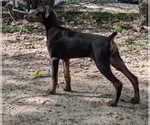 Puppy Puppy 9 Doberman Pinscher