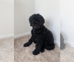 Bernedoodle Puppy for sale in ATLANTA, GA, USA