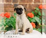 Small #1 Pug