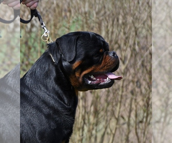 Medium Photo #13 Rottweiler Puppy For Sale in LA TUNA CANYON, CA, USA