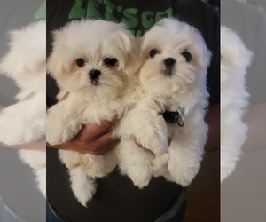 Maltese Puppy for sale in ROYAL OAKS, CA, USA