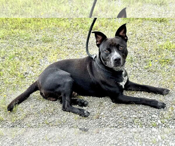Medium Photo #2 Mutt Puppy For Sale in Pittsburgh, PA, USA