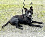 Small #1 Mutt