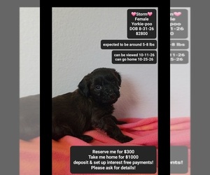 Yorkipoo Puppy for sale in TUCSON, AZ, USA