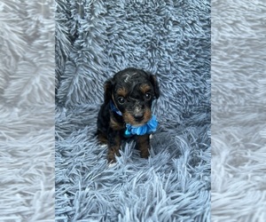 Cavapoo Puppy for sale in JEFFERSONVILLE, IN, USA
