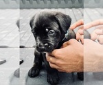 Small Photo #9 Cane Corso Puppy For Sale in SAINT JOSEPH, MO, USA