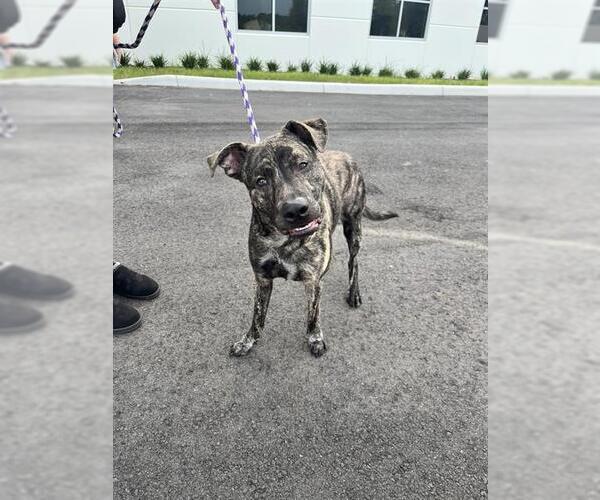 Medium Photo #1 Plott Hound Puppy For Sale in Ocala, FL, USA
