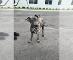 Small Plott Hound