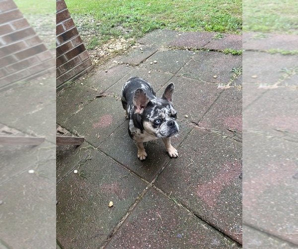 Medium Photo #1 French Bulldog Puppy For Sale in FAYETTEVILLE, NC, USA