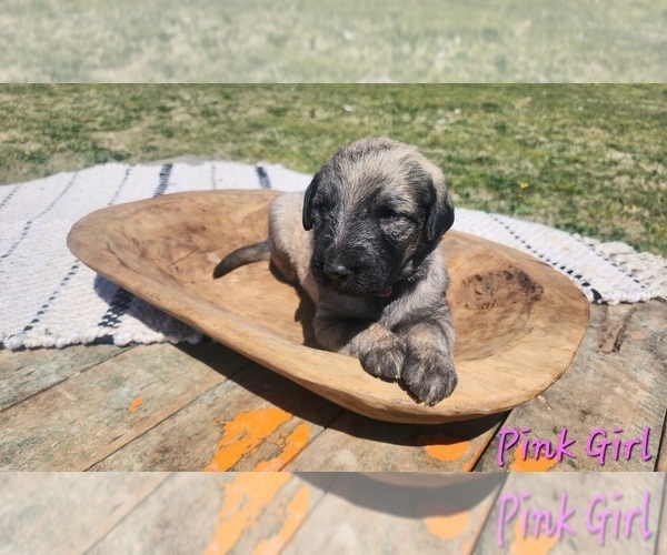 Medium Photo #6 Irish Wolfhound-Poodle (Standard) Mix Puppy For Sale in OMAHA, AR, USA