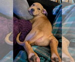 Small #1 Mutt