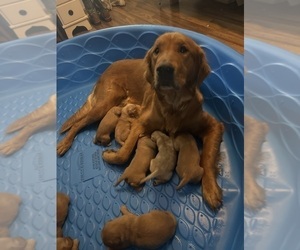 Mother of the Golden Retriever puppies born on 05/08/2022