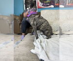 Small #5 Mastiff Mix