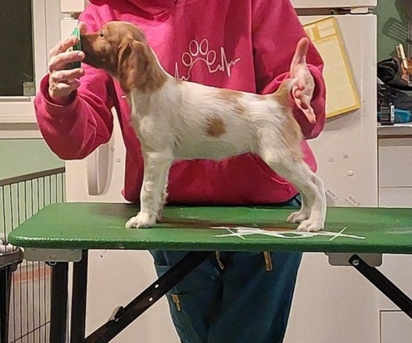Medium Photo #8 Brittany Puppy For Sale in SOMERSET, OH, USA