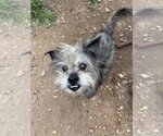 Small #5 Mutt