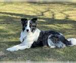 Small #4 Border Collie