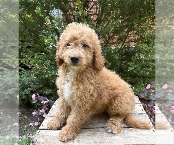 Medium Photo #4 Goldendoodle (Miniature) Puppy For Sale in MIDDLEBURY, IN, USA