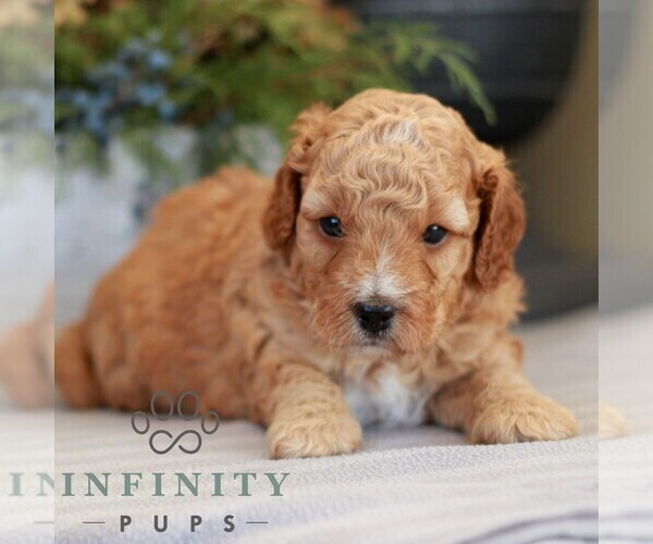 Medium Photo #3 Cavapoo (Miniature) Puppy For Sale in NARVON, PA, USA