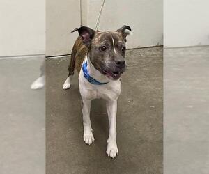 Labrador Retriever-Staffordshire Bull Terrier Mix Dogs for adoption in Rosenberg, TX, USA