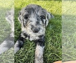 Small Photo #20 Goldendoodle Puppy For Sale in ALLENDALE, MI, USA