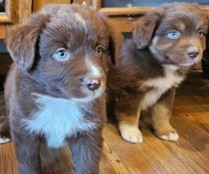 Miniature Australian Shepherd Puppy for sale in MILTON, WI, USA