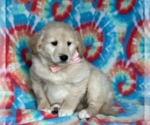 Golden Retriever Puppy for sale in LANCASTER, PA, USA