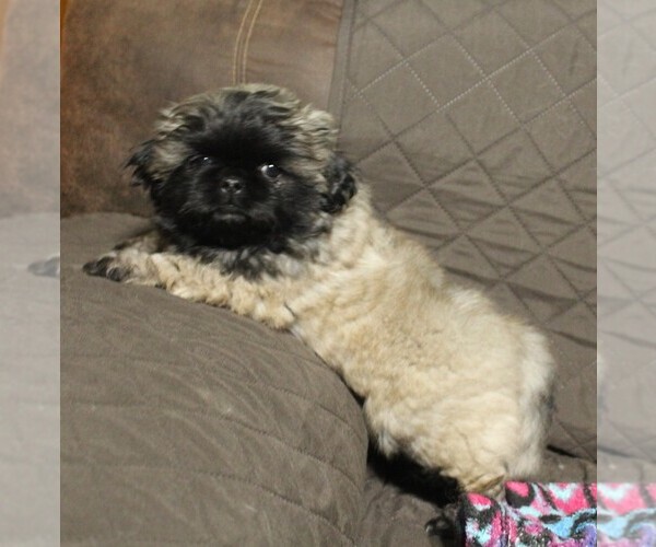Medium Photo #1 Pekingese Puppy For Sale in JOICE, IA, USA