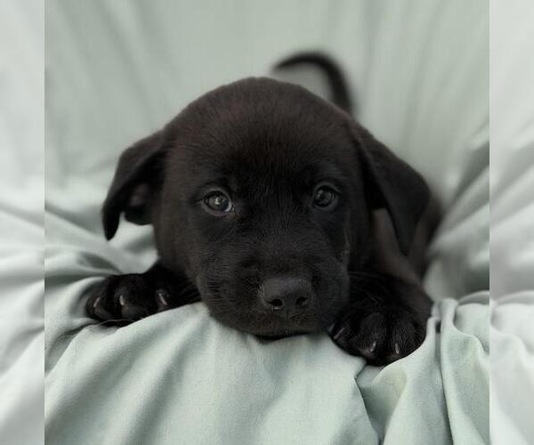 Medium Photo #2 Labrador Retriever-Unknown Mix Puppy For Sale in San Diego, CA, USA