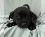 Small #1 Labrador Retriever Mix