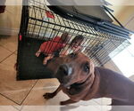 Small #3 Bluetick Coonhound-Redbone Coonhound Mix