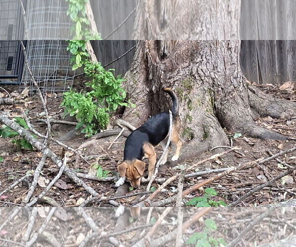 Medium Photo #13 Doxle Puppy For Sale in Sebec, ME, USA