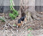 Small #12 Beagle-Chihuahua Mix