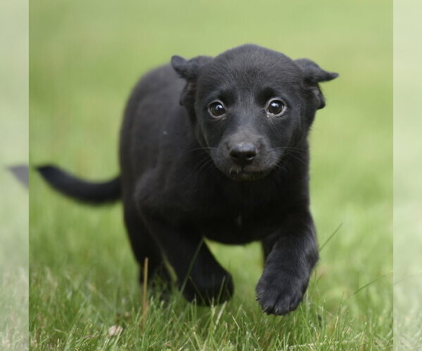 Medium Photo #3 Borador Puppy For Sale in Mechanicsburg, PA, USA