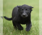 Small #2 Borador