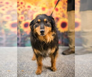 Creed - Male Australian Shepherd-Unknown Mix Dog for Adoption - Photo #5