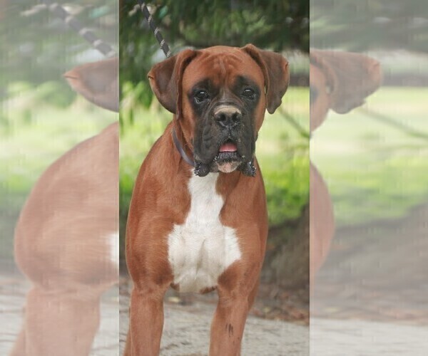 Medium Photo #1 Boxer Puppy For Sale in SHIPSHEWANA, IN, USA
