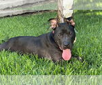 Small #3 American Pit Bull Terrier-American Staffordshire Terrier Mix