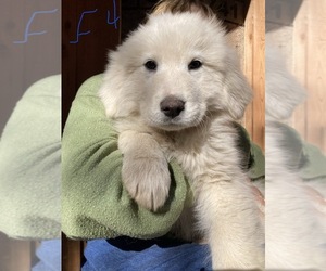 Great Pyrenees Puppy for sale in MARBLE FALLS, AR, USA