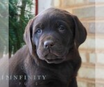 Small #1 Labrador Retriever