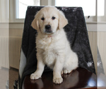 Small Photo #2 English Cream Golden Retriever Puppy For Sale in MANHEIM, PA, USA