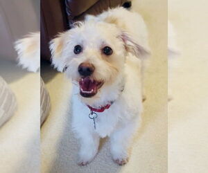 Maltese-Unknown Mix Dogs for adoption in Mundelein, IL, USA