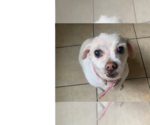 Small Mutt
