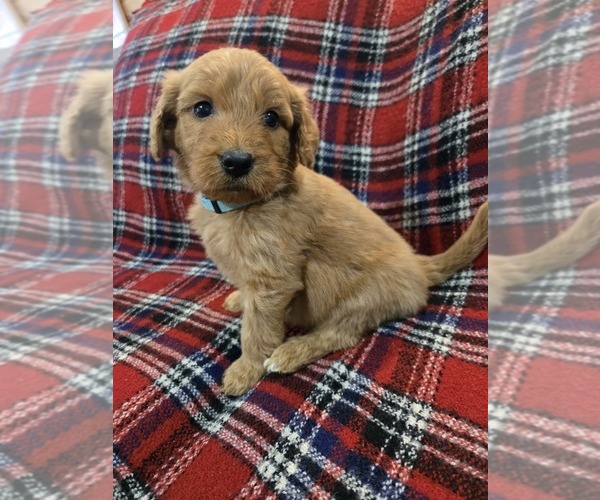 Medium Photo #1 Goldendoodle Puppy For Sale in WILLIAMSTOWN, KY, USA