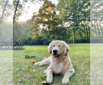 Small Photo #6 Goldendoodle Puppy For Sale in NICKELSVILLE, VA, USA
