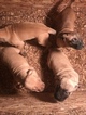 Small Photo #14 Presa Canario Puppy For Sale in FLINT, MI, USA