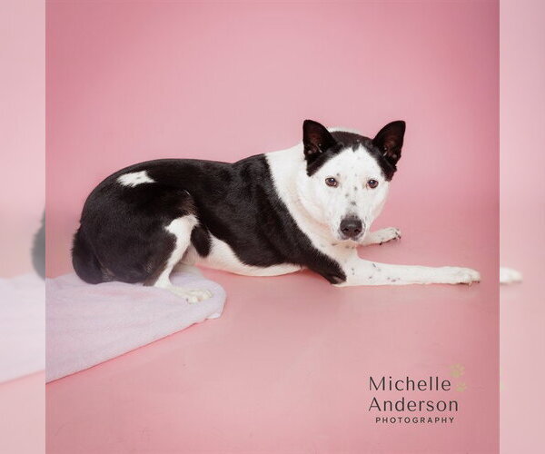 Medium Photo #1 Mutt Puppy For Sale in Corona, CA, USA