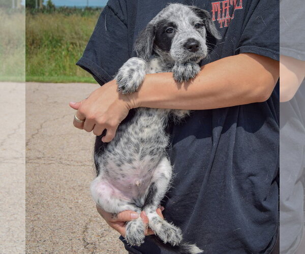 Medium Photo #3 Mutt Puppy For Sale in Huntley, IL, USA