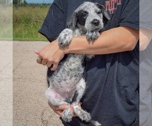 Colton - Male Mutt Dog for Adoption - Photo #3