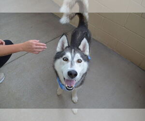 Huskies -Unknown Mix Dogs for adoption in McKinney, TX, USA