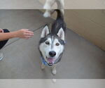 Small Huskies  Mix